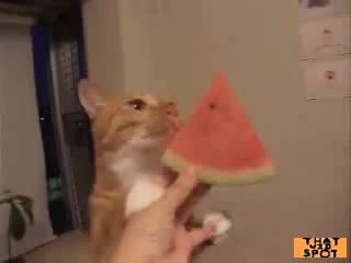 kote eats watermelon =)))